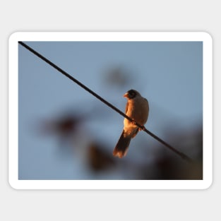 Noisy Miner bird on a wire Sticker